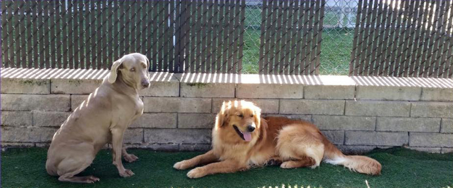 Dog Day Care, Dog Training & Boarding Birmingham, Hoover, Chelsea, and Vestavia Hills, AL