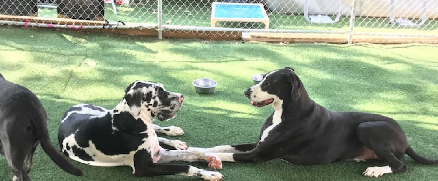 Dog Day Care, Dog Training & Boarding Birmingham, Hoover, Chelsea, and Vestavia Hills, AL