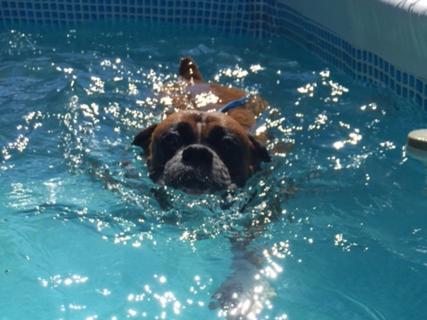 Dog Daycare Birmingham, Vestavia Hills & Trussville, AL The Barking Zone