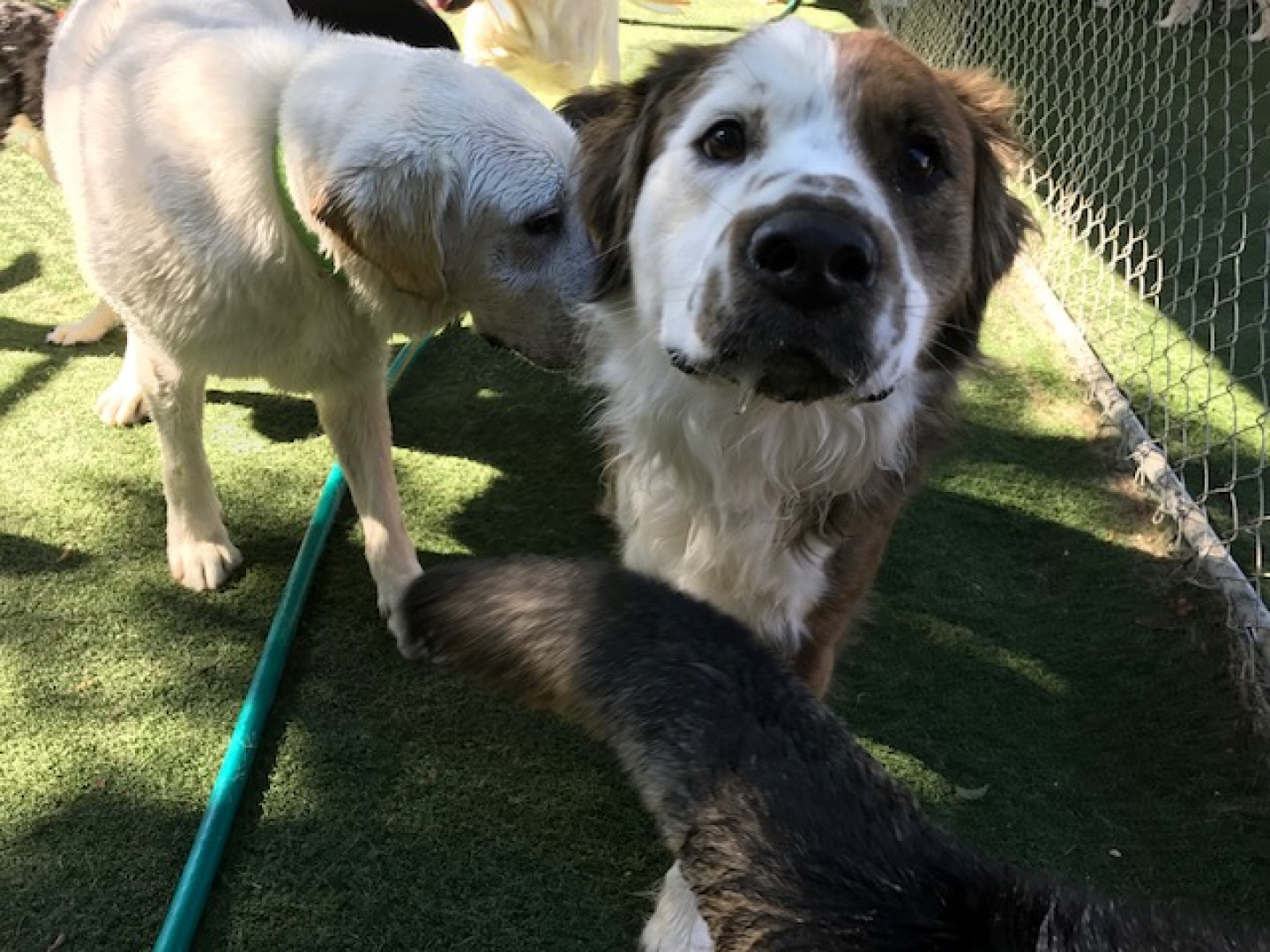 Dog Daycare Birmingham, Vestavia Hills & Trussville, AL The Barking Zone